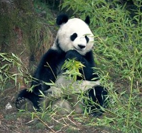 After weeks of speculation, Search Engine Land reports that Google's Panda 2.2 update is now live.