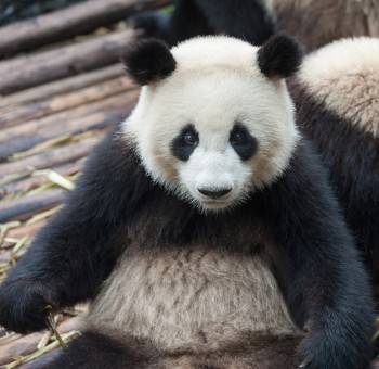 谷歌最近发布了熊猫4.2。以下是我们目前所知道的，以及你可以做些什么来保护你的SEO结果: